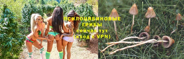 сатива Дедовск